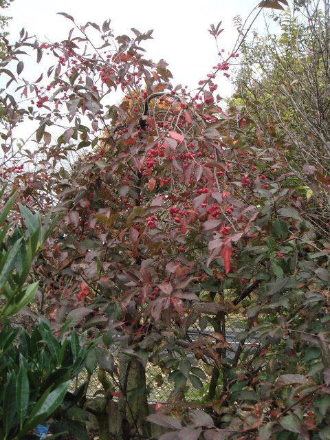 Euonymus europaeus 'Red Cascade' P1B